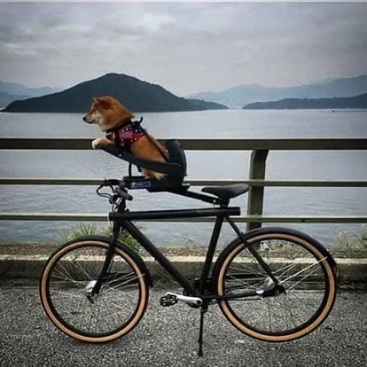 Buddyrider Dog Seat