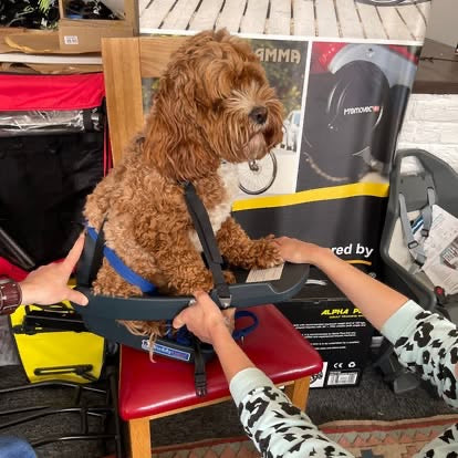 Buddyrider Dog Seat