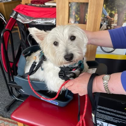Buddyrider Dog Seat