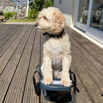Buddyrider Dog Seat