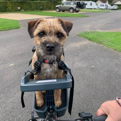Buddyrider Dog Seat